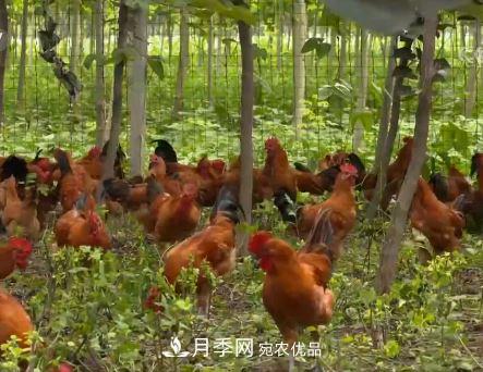 河南商丘男子種苗木，半年?duì)I業(yè)額達(dá)3000萬(圖11)
