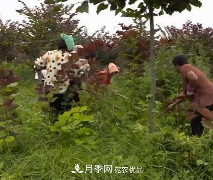 河南商丘男子種苗木，半年?duì)I業(yè)額達(dá)3000萬(圖9)