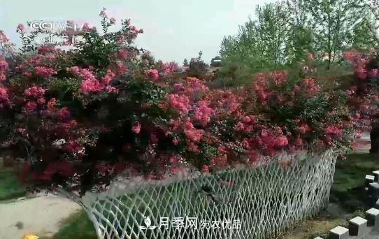 河南商丘男子種苗木，半年?duì)I業(yè)額達(dá)3000萬(圖12)