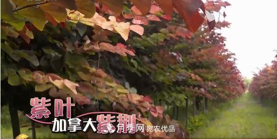 河南商丘男子種苗木，半年?duì)I業(yè)額達(dá)3000萬(圖8)