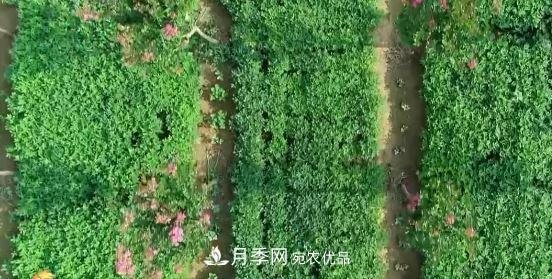 河南商丘男子種苗木，半年?duì)I業(yè)額達(dá)3000萬(圖10)