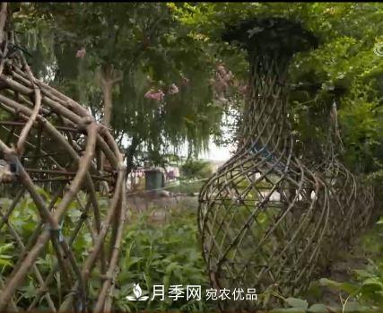 河南商丘男子種苗木，半年?duì)I業(yè)額達(dá)3000萬(圖13)