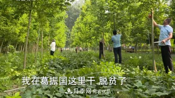 河南商丘男子種苗木，半年?duì)I業(yè)額達(dá)3000萬(圖15)