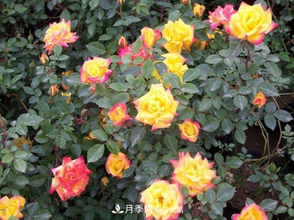 藤本月季蟲(chóng)災(zāi)有哪些？怎么進(jìn)行防治？(圖1)