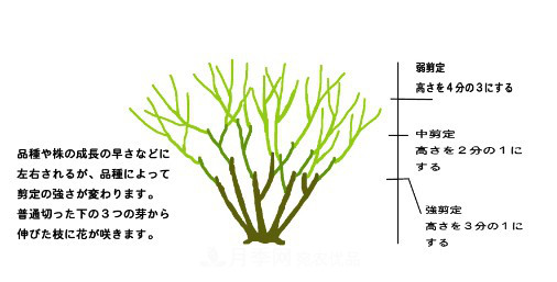 樹(shù)狀月季栽植及后期日常管理技術(shù)(圖4)