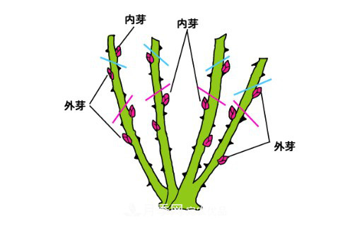 樹(shù)狀月季栽植及后期日常管理技術(shù)(圖5)