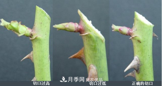 樹(shù)狀月季栽植及后期日常管理技術(shù)(圖3)