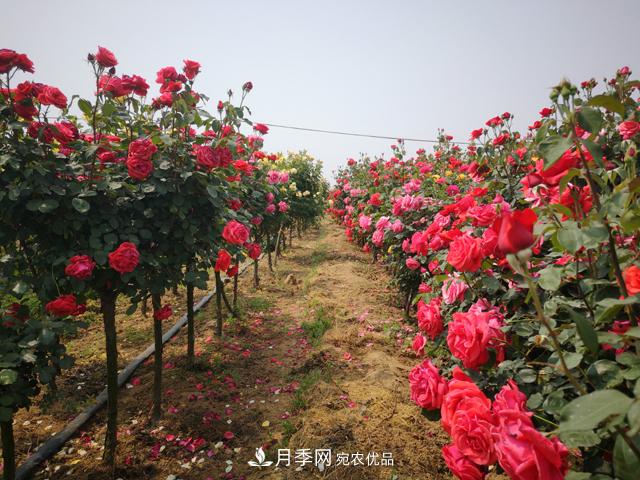 樹(shù)狀月季栽植及后期日常管理技術(shù)(圖2)
