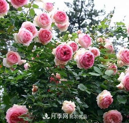 8月養(yǎng)月季花，做好4件事，不愁秋天沒花賞(圖1)