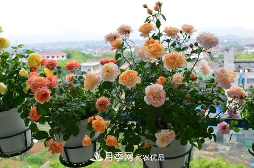 8月養(yǎng)月季花，做好4件事，不愁秋天沒花賞(圖2)