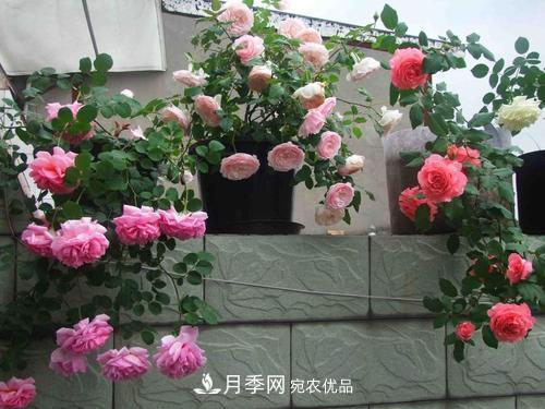 8月養(yǎng)月季花，做好4件事，不愁秋天沒花賞(圖4)