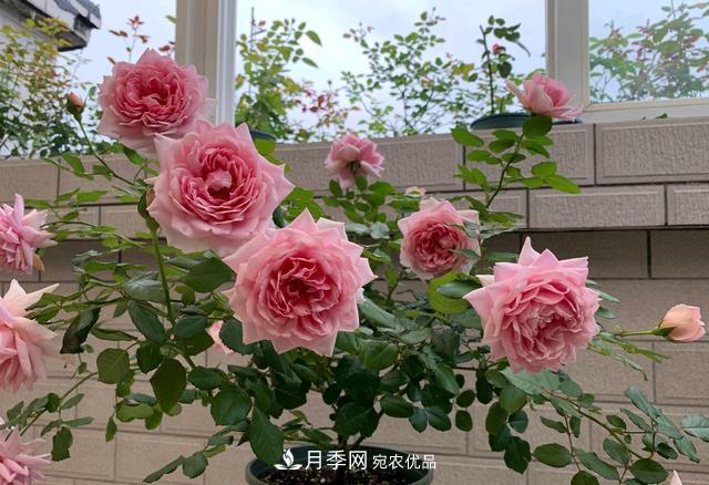 月季花順利凋謝，我修剪的月季株形怎么樣？(圖1)