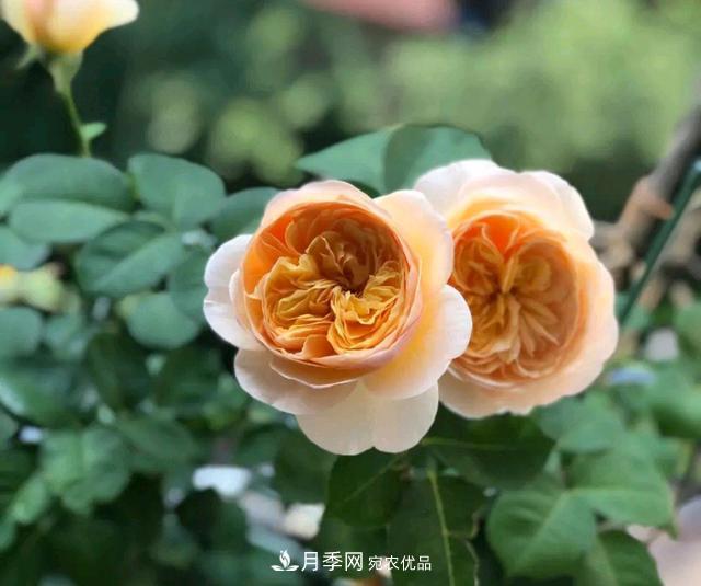 月季花順利凋謝，我修剪的月季株形怎么樣？(圖3)