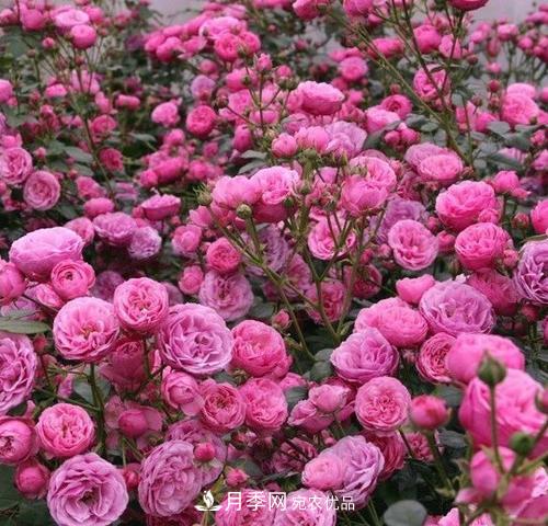 5種勤花月季，開花一茬接一茬，花量大還抗病，值得擁有！(圖2)