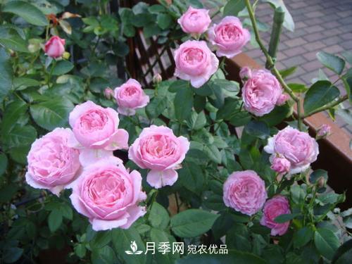 5種勤花月季，開花一茬接一茬，花量大還抗病，值得擁有！(圖3)