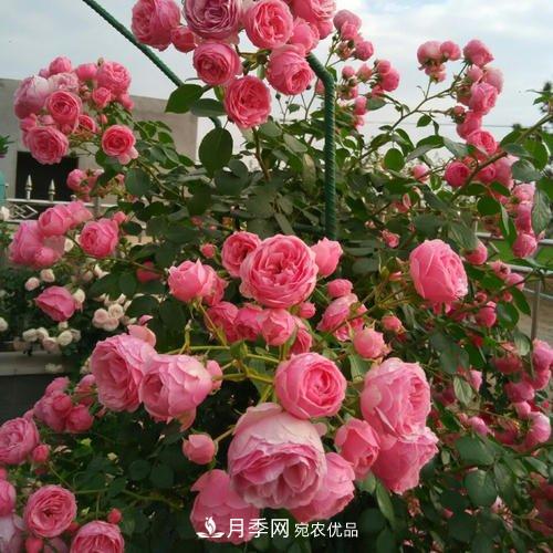 5種勤花月季，開花一茬接一茬，花量大還抗病，值得擁有！(圖1)