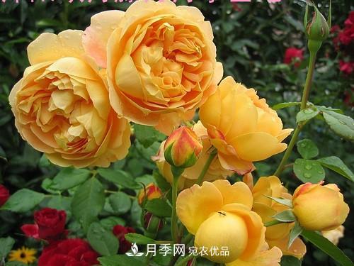5種勤花月季，開花一茬接一茬，花量大還抗病，值得擁有！(圖6)