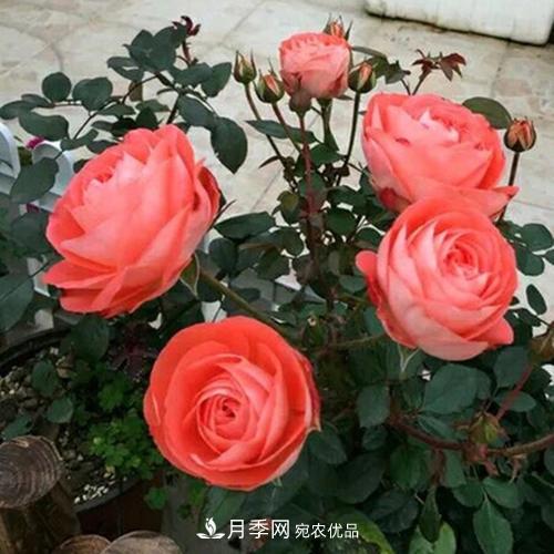 5種勤花月季，開花一茬接一茬，花量大還抗病，值得擁有！(圖5)