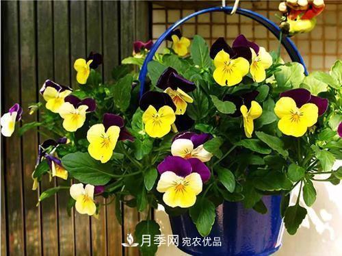 陽(yáng)臺(tái)再小，也要養(yǎng)4種花，種一次年年有花賞，花期群花爭(zhēng)艷！(圖2)