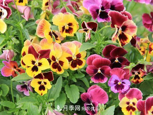 陽(yáng)臺(tái)再小，也要養(yǎng)4種花，種一次年年有花賞，花期群花爭(zhēng)艷！(圖1)