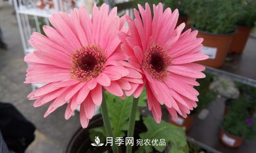 陽(yáng)臺(tái)再小，也要養(yǎng)4種花，種一次年年有花賞，花期群花爭(zhēng)艷！(圖5)