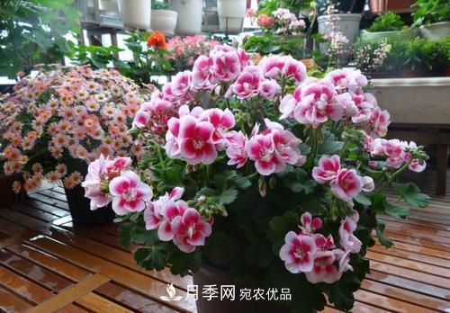 陽(yáng)臺(tái)再小，也要養(yǎng)4種花，種一次年年有花賞，花期群花爭(zhēng)艷！(圖3)