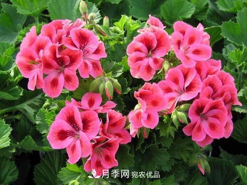 陽(yáng)臺(tái)再小，也要養(yǎng)4種花，種一次年年有花賞，花期群花爭(zhēng)艷！(圖4)