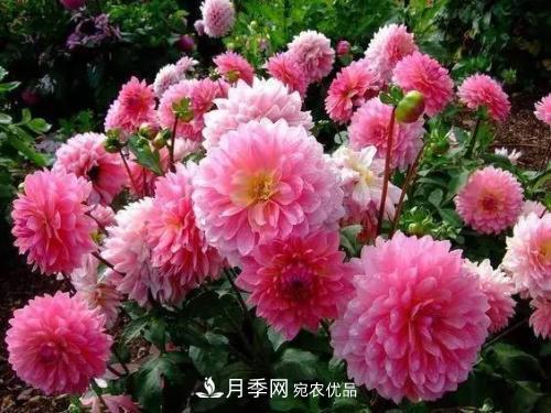 陽(yáng)臺(tái)再小，也要養(yǎng)4種花，種一次年年有花賞，花期群花爭(zhēng)艷！(圖6)