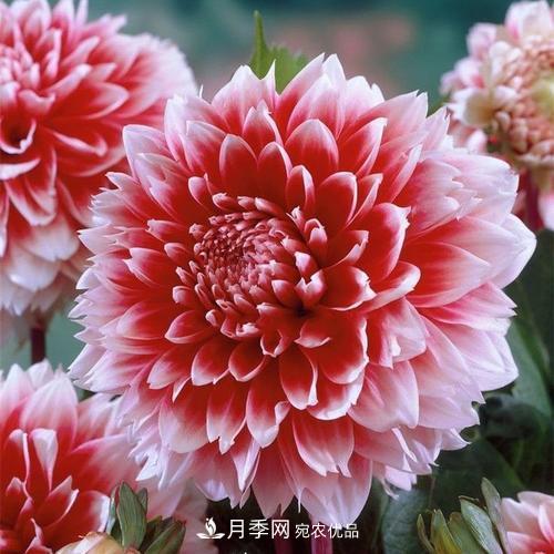 陽(yáng)臺(tái)再小，也要養(yǎng)4種花，種一次年年有花賞，花期群花爭(zhēng)艷！(圖7)