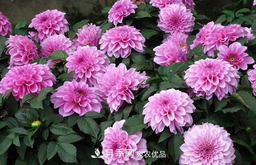 陽臺再小，也要養(yǎng)3種花，一年四季有花賞，輕松開成小花園(圖1)