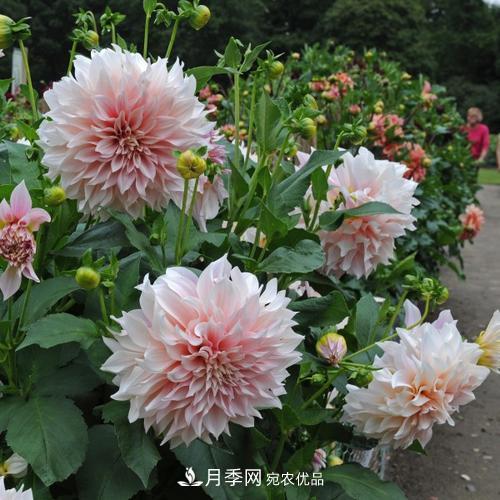 陽臺再小，也要養(yǎng)3種花，一年四季有花賞，輕松開成小花園(圖2)