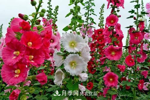 陽臺再小，也要養(yǎng)3種花，一年四季有花賞，輕松開成小花園(圖4)