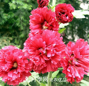 陽臺再小，也要養(yǎng)3種花，一年四季有花賞，輕松開成小花園(圖3)