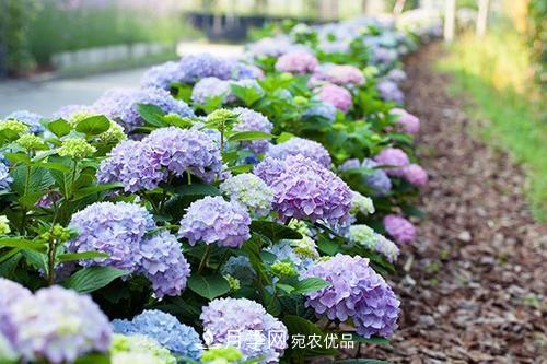 陽臺再小，也要養(yǎng)3種花，一年四季有花賞，輕松開成小花園(圖6)