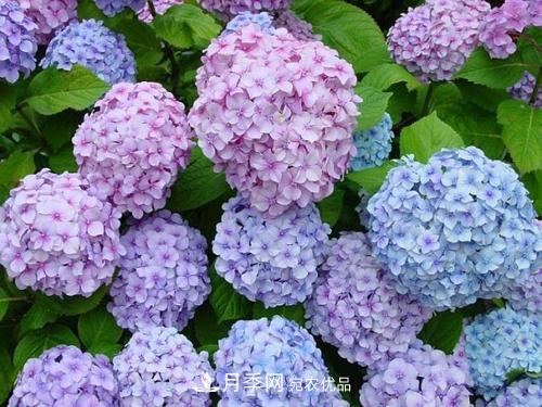 陽臺再小，也要養(yǎng)3種花，一年四季有花賞，輕松開成小花園(圖5)