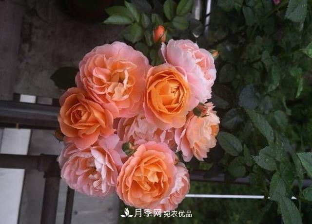 養(yǎng)月季就養(yǎng)一盆它，優(yōu)秀又勤花，好養(yǎng)不打藥，天天能看花(圖4)