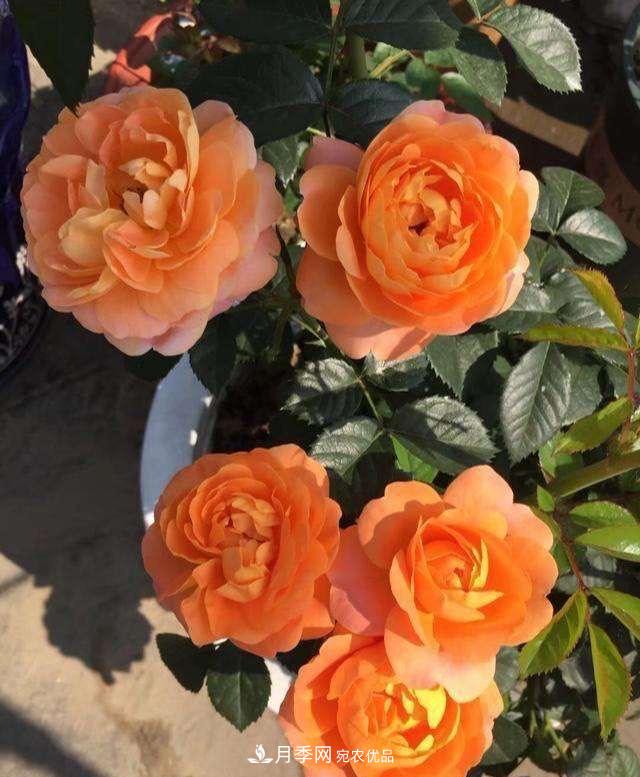養(yǎng)月季就養(yǎng)一盆它，優(yōu)秀又勤花，好養(yǎng)不打藥，天天能看花(圖6)