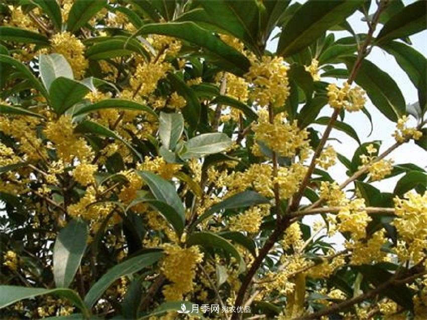 桂花香氣濃郁，但繁殖難？掌握四種方法，明年桂花開滿園(圖1)