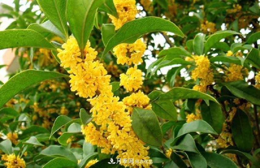 桂花香氣濃郁，但繁殖難？掌握四種方法，明年桂花開滿園(圖6)