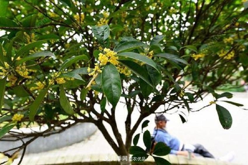 桂花香氣濃郁，但繁殖難？掌握四種方法，明年桂花開滿園(圖2)