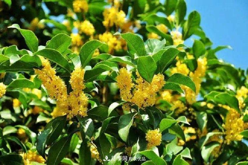 桂花香氣濃郁，但繁殖難？掌握四種方法，明年桂花開滿園(圖4)