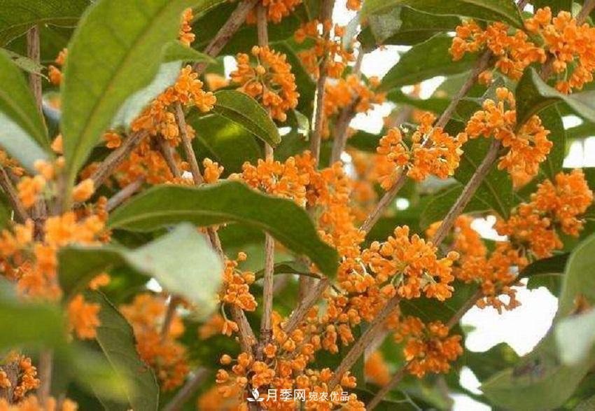桂花香氣濃郁，但繁殖難？掌握四種方法，明年桂花開滿園(圖7)