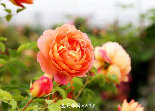 做好五件事，封閉陽臺養(yǎng)月季并不難(圖1)