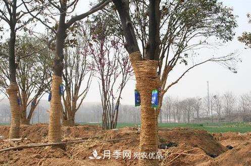 立秋后大樹(shù)移栽的第二個(gè)黃金時(shí)期馬上到，苗木措施抓緊做起來(lái)(圖1)