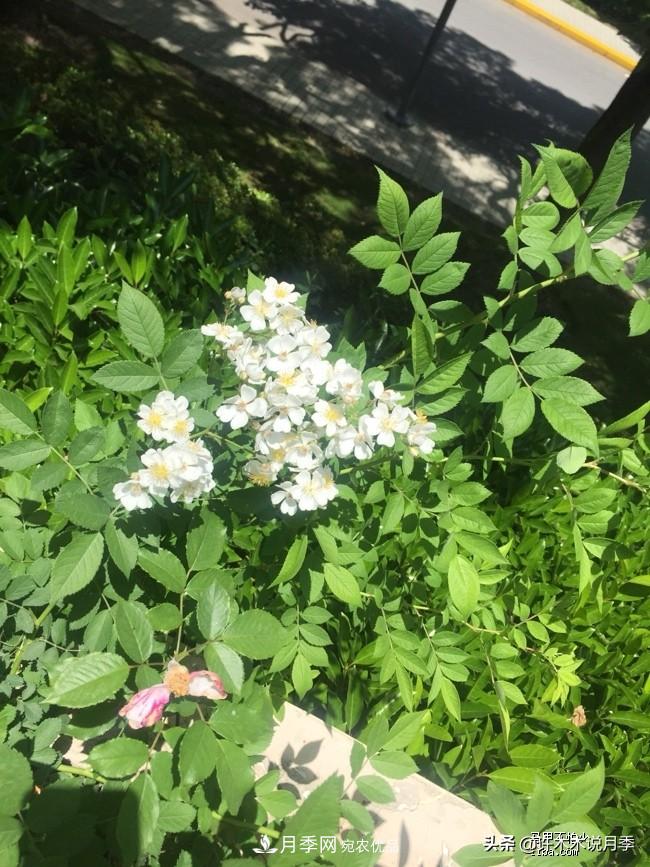 如何買到正版歐月？月季購買防騙手冊，幾招鑒定歐月，拒絕小白花(圖5)