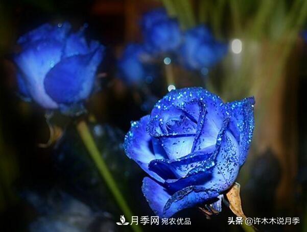如何買到正版歐月？月季購買防騙手冊，幾招鑒定歐月，拒絕小白花(圖6)