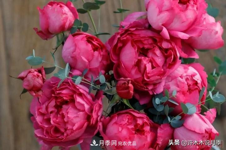 如何買到正版歐月？月季購買防騙手冊，幾招鑒定歐月，拒絕小白花(圖7)