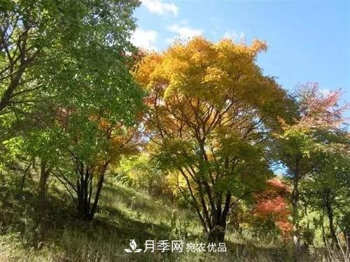 精品叢生苗木，未來發(fā)展?jié)摿Υ?圖1)