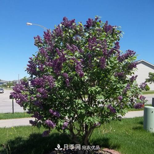 精品叢生苗木，未來發(fā)展?jié)摿Υ?圖3)