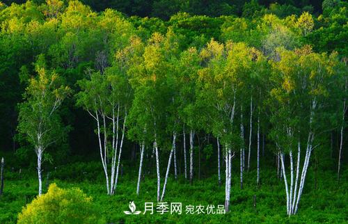 精品叢生苗木，未來發(fā)展?jié)摿Υ?圖4)